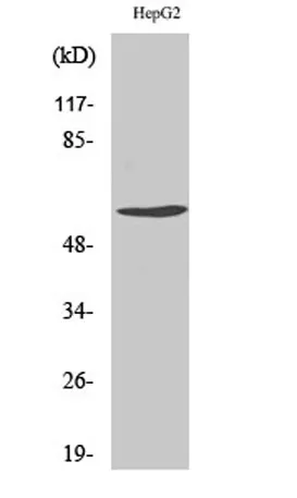 Cyclin B1 (phospho Ser126) rabbit pAb