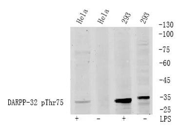 DARPP-32 (phospho Thr75) rabbit pAb - image 1