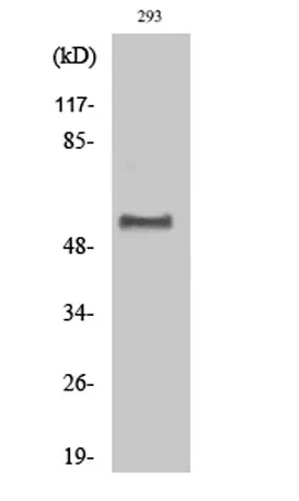 Dok-1 (phospho Tyr362) rabbit pAb - image 1