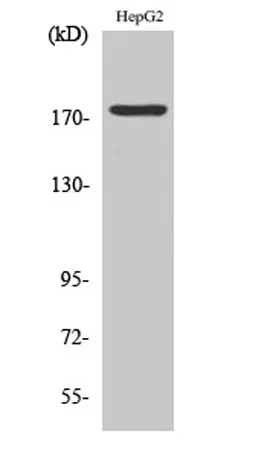 EGFR (phospho Tyr1092) rabbit pAb - image 1