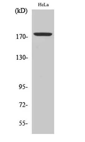 Erbin (phospho Tyr1104) rabbit pAb