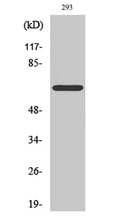 ERα (phospho Ser104) rabbit pAb