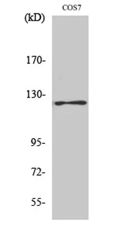 FAK (phospho Tyr861) rabbit pAb - image 1