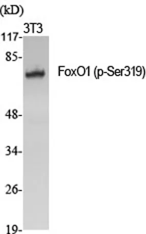 FoxO1 (phospho Ser319) rabbit pAb - image 1
