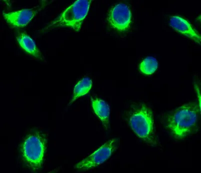 GSK3α/β (phospho Tyr279/216) rabbit pAb - image 1