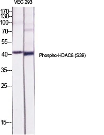 HDAC8 (phospho Ser39) rabbit pAb