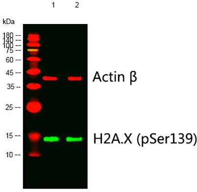 Histone H2A.X (phospho Ser139) rabbit pAb - image 1