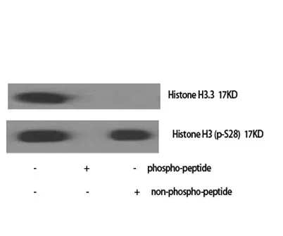 Histone H3 (phospho Ser28) rabbit pAb - image 1