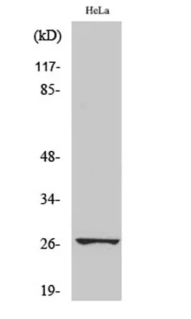 HSP27 (phospho Ser78) rabbit pAb - image 1