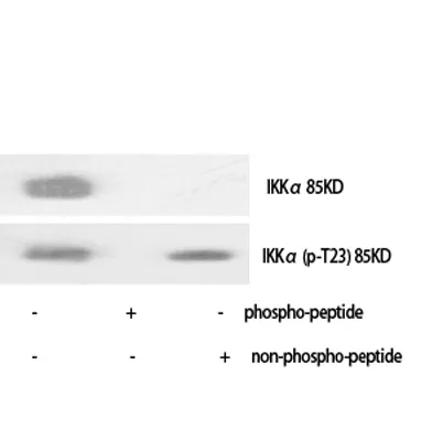IKKα (phospho Thr23) rabbit pAb - image 1