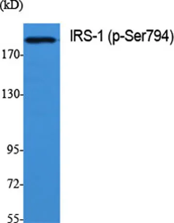 IRS-1 (phospho Ser794) rabbit pAb - image 1
