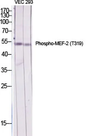 MEF-2 (phospho Thr319) rabbit pAb - image 1