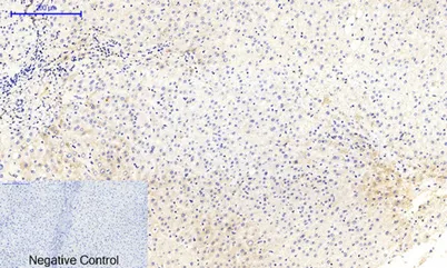 MEK-1/2 (phospho Ser218/222) rabbit pAb - image 1