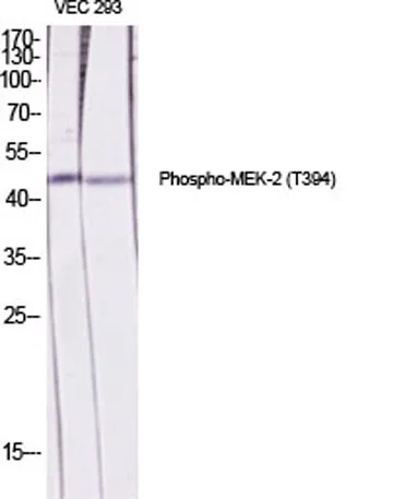 MEK-2 (phospho Thr394) rabbit pAb - image 1