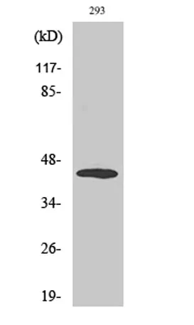 MEK-4 (phospho Thr261) rabbit pAb - image 1