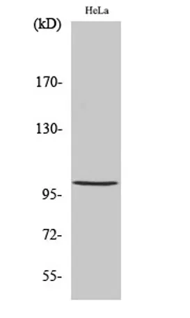 NFκB-p105 (phospho Ser893) rabbit pAb - image 1