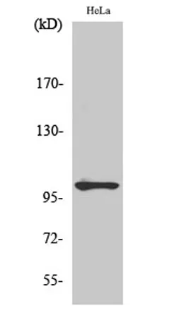 NFκB-p105 (phospho Ser907) rabbit pAb - image 1