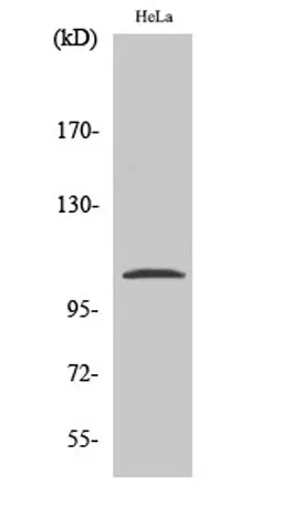 NFκB-p105 (phospho Ser932) rabbit pAb - image 1