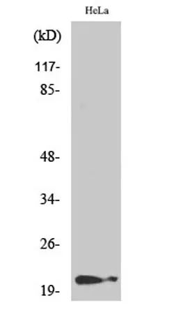 p21 (phospho Thr145) rabbit pAb