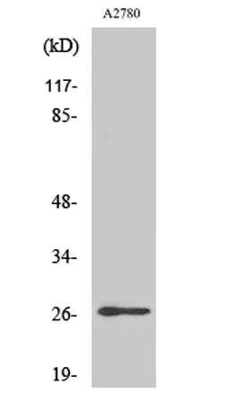 p27 (phospho Ser10) rabbit pAb