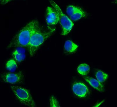 p38 (phospho Thr180) rabbit pAb - image 1