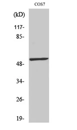 p53 (phospho Ser20) rabbit pAb - image 1
