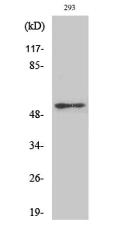 p53 (phospho Ser315) rabbit pAb