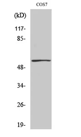 p53 (phospho Ser9) rabbit pAb - image 1