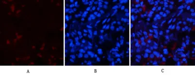 p53 (phospho Thr18) rabbit pAb - image 1