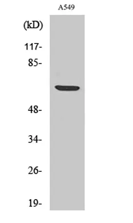 p70 S6 kinase α (phospho Ser447) rabbit pAb