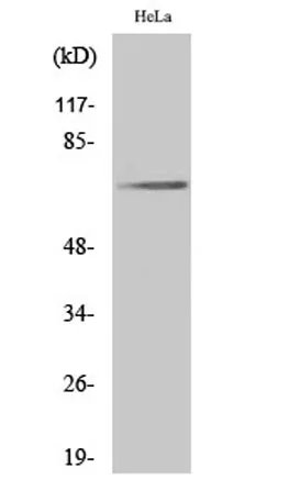 Paxillin (phospho Tyr31) rabbit pAb