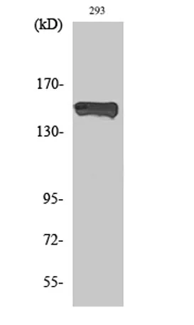 PLC γ1 (phospho Tyr783) rabbit pAb - image 1