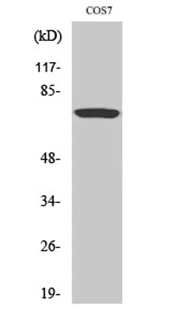 Raf-1 (phospho Ser259) rabbit pAb - image 1
