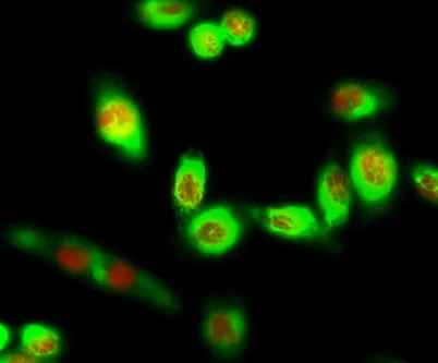 Rb (phospho Ser780) rabbit pAb - image 1