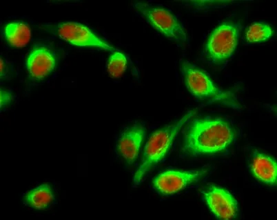 Stat1 (phospho Tyr701) rabbit pAb - image 1