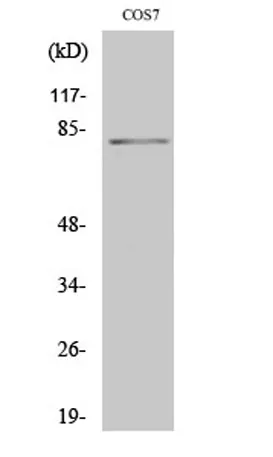 Stat4 (phospho Tyr693) rabbit pAb