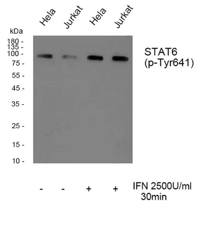 Stat6 (phospho Tyr641) rabbit pAb - image 1