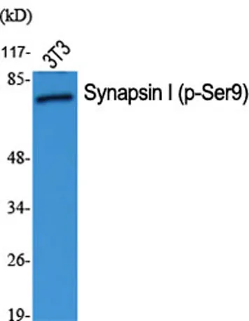 Synapsin I (phospho Ser9) rabbit pAb - image 1