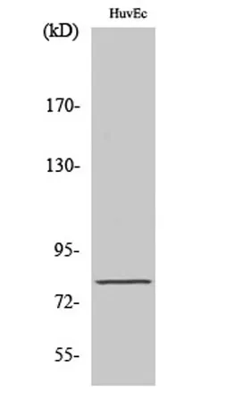 Tau (phospho Ser235) rabbit pAb - image 1