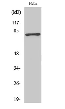 Tau (phospho Ser404) rabbit pAb - image 1