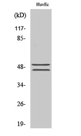 VASP (phospho Ser157) rabbit pAb - image 1