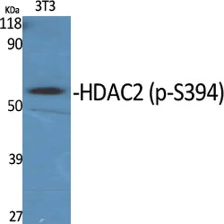 HDAC2 (phospho Ser394) rabbit pAb - image 1