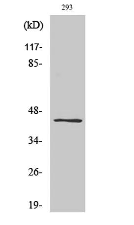 Ephrin-B1/2 (phospho Tyr330) rabbit pAb - image 1