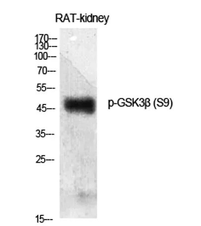 GSK3β (phospho Ser9) rabbit pAb - image 1