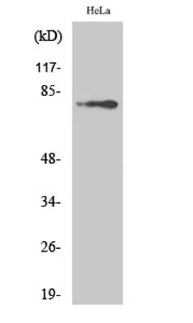 Btk (phospho Tyr223) rabbit pAb