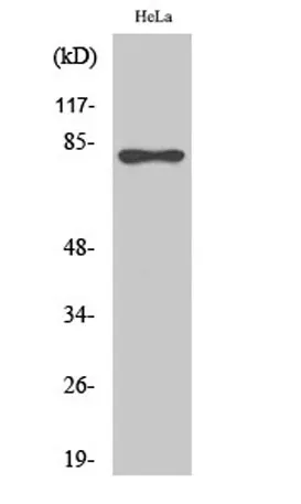 Rad17 (phospho Ser645) rabbit pAb - image 1