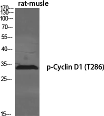 Cyclin D1 (phospho Thr286) rabbit pAb - image 1