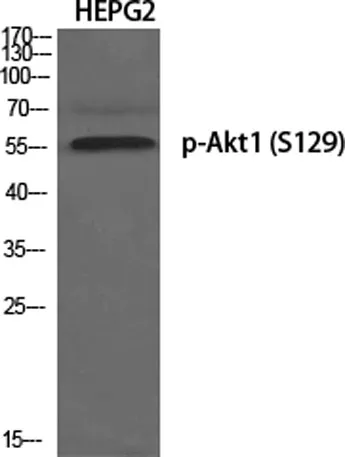 Akt1 (phospho Ser129) rabbit pAb - image 1