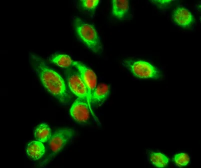Smad3 (phospho Ser204) rabbit pAb - image 1