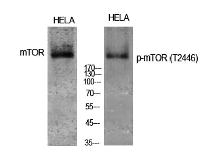 mTOR (phospho Thr2446) rabbit pAb - image 1
